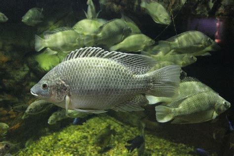 Tilapia Fish Facts Health Benefits And Nutritional Value