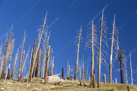 Forest Destroyed By Wild Fires Stock Image C024 5661 Science Photo Library