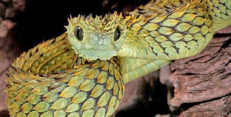 10 Unusual And Amazing Snakes Listverse