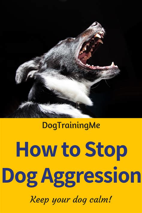 How To Stop Dog Aggression Learn How To Calm An Angry Dog With These