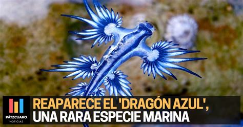 Reaparece El Dragón Azul Una Rara Especie Marina