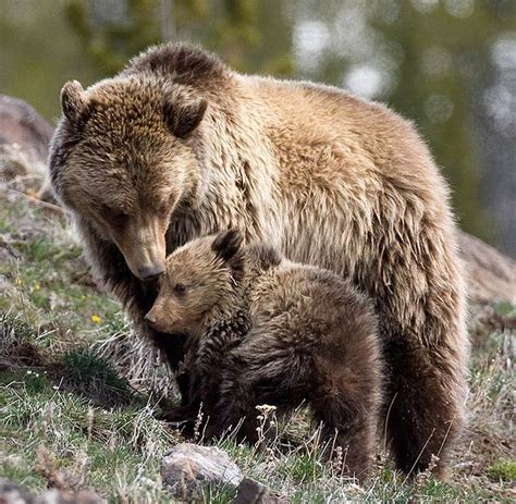 Pin By Pál Csuvarszki On Grizzlies Bear Pictures Bear Bear Cubs