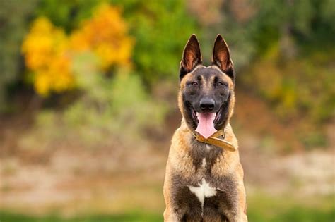 How Much Does A Belgian Malinois Cost The Ultimate Price Guide