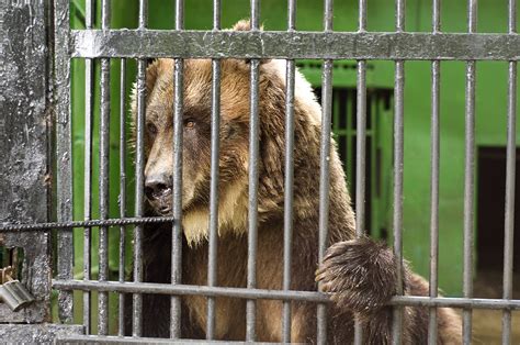 Sad Wild Animals In Cages