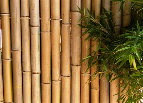 Bambus bambusrohre bambushalm bambusrohr natürlich. Bambus Sichtschutz 180 x 90 cm - www.garten-bronder-shop.com