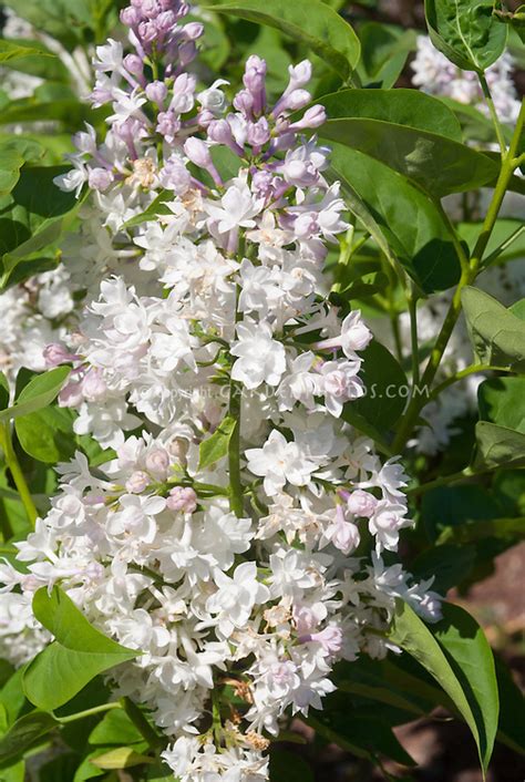 Lilac Beauty Of Moscow Lilac In Bloom Plant And Flower Stock