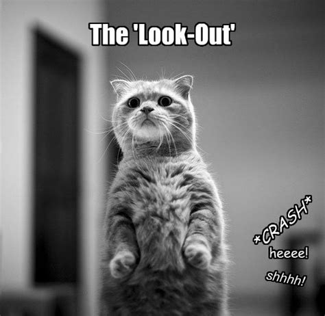 Why Cats Never Get Caught Being Bad Lolcats Lol Cat Memes Funny