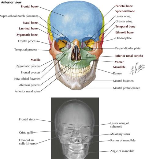 Foramina inside the body of humans and other animals. Head and Neck | Basicmedical Key