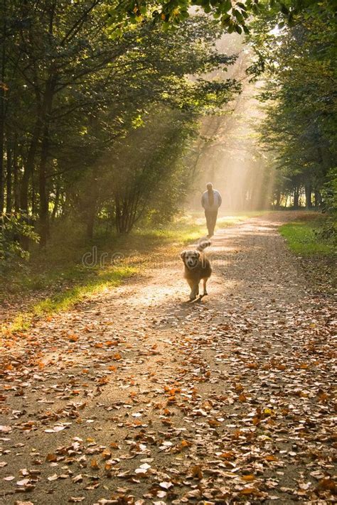 Man And Dog A Man And His Dog Walking In The Forest On A Sunny And