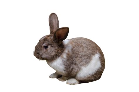 Brown Rabbit Easter Bunny On A Transparent Background 20965903 Png