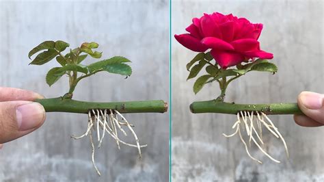 How To Propagate Roses In Water Fast Rooting│breeding Rosa Youtube