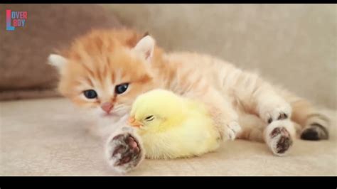 Soo Cute Cat And Chick Youtube