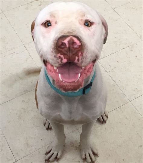 Pet haven charges an adoption fee to adopt a dog or cat. Stray Haven Pet of the Week - Owego Pennysaver Press