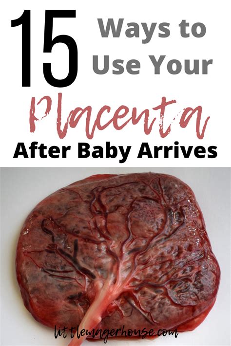 15 Ways To Use Your Placenta After Baby Arrives Little Mager House