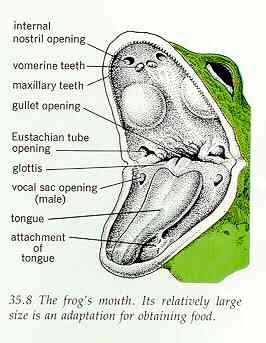 Comparative Vertebrate Anatomy - Lecture Notes 7