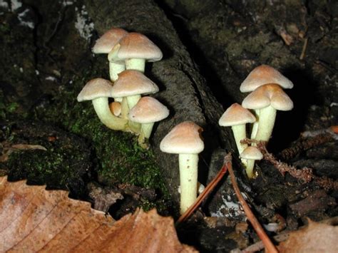 Free Picture Nature Spore Wood Poison Toxic Moss Mushroom Fungus Night