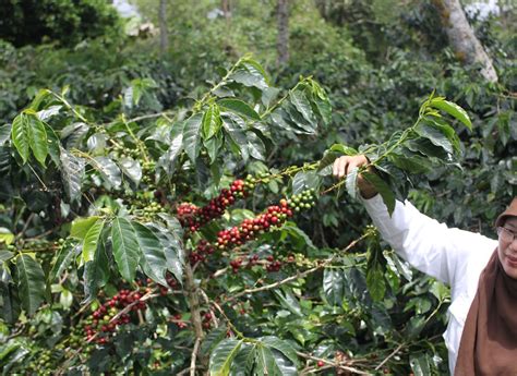 mengenal tanaman kopi arabika