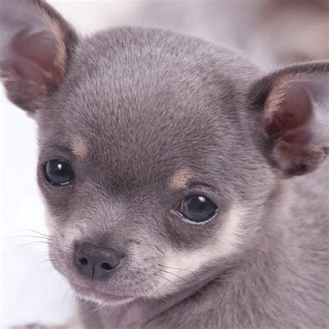 When Will I Know If My Blue Chihuahua Will Have Coat Problems Ingram