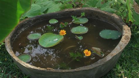This entire assembly can be kit includes our one of our pat u pot, a durable 23 gal pot, approx. lotus planting I mini pot I soil types - YouTube