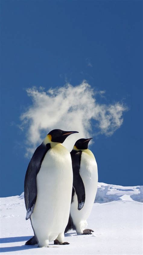 Penguin Wallpapers 46 Top Free Penguin Photos For Mobile Phone