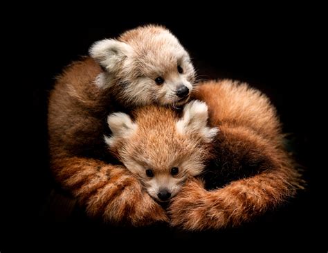 2 Cute Rare Red Panda Cubs Born At Wildlife Park The Ethicalist