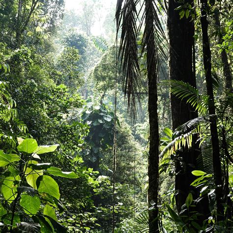 Tropical Rainforests What Is Their Role In Climate Change 13