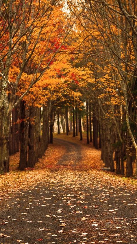 Autumn Road Path Trees Orange Leaves 4k Wallpaper Best Wallpapers