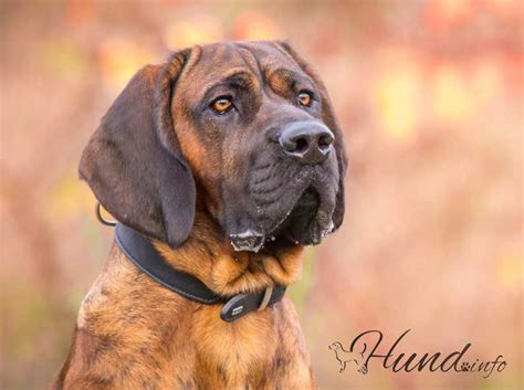 Hannoverscher Schweißhund ⋆ Hunde