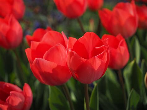 Fotos Gratis Flor Pétalo Tulipán Primavera Rojo Color Vistoso