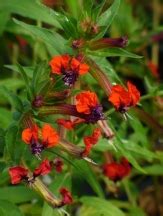 As an amazon associate i earn from qualifying purchases. New Gold Lantana (trailing, yellow) - Perennials - Almost Eden