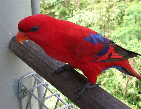 Hd Animals Red Parrot Bird