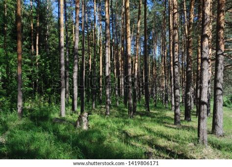 Coniferous Forest Landscape Trunks Pine Trees Stock Photo 1419806171