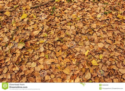 Dry Leaves On The Ground For Background Stock Photo Image Of