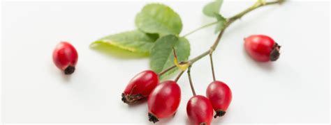 Use our form to contact us. Fructus cynosbati - Rose hip - Fruits d'églantier ...