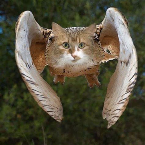 15 Owls With Cat Faces Because Who Knows Why Katzengesicht Katzen