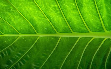 Fresh Green Leaves Stem Abstract Preview