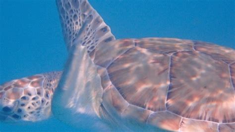 Barbados Snorkelling Carlisle Bay Turtles Shipwreck Youtube