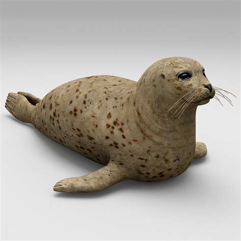 3d Harbor Seal
