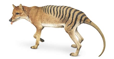 Tasmanian tiger | Animals and Nature lessons | DK Find Out!