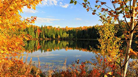 Golden Autumn Fall Leaves Sky Pond Lake Clouds Trees Wallpaper