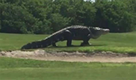 Giant Alligator Casually Strolls Across Florida Golf Course