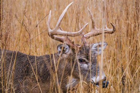 15 Surprising Facts About Whitetail Deer