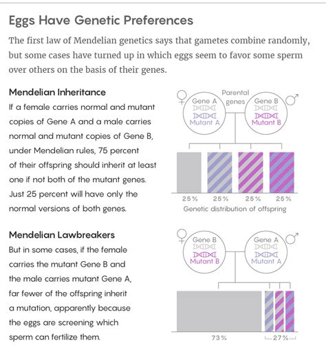 Choosy Eggs May Pick Sperm For Their Genes Defying Mendels Law Quanta Magazine