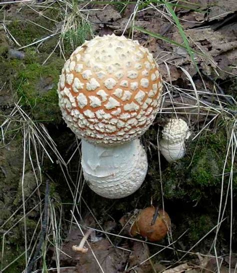 Progressive Alaska Mushroom Hunting
