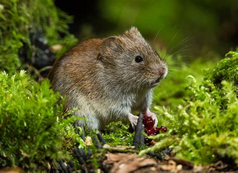 Vole Rodent Behavior Habitat And Diet Britannica