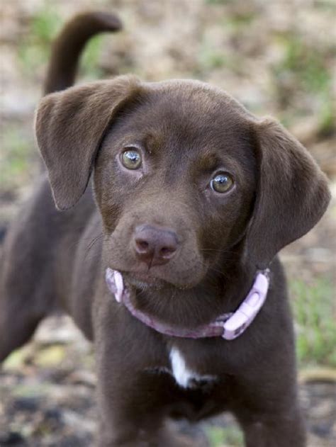 The akc rescue network is the largest network of dog rescue groups in the country, and was officially recognized by the american kennel club in late 2013. Cassie the Chocolate Lab Puppy's Web Page