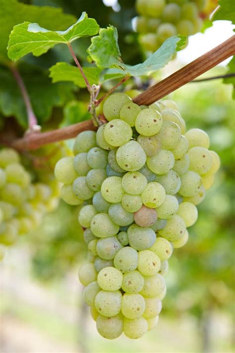 Ripe Riesling Vine Grapes Stock Photo Image Of Organic 28785672