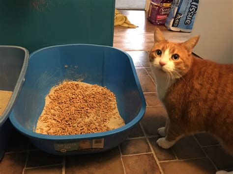 Pine Pellet Cat Litter Pros And Cons Is It Really Worth Using Happy