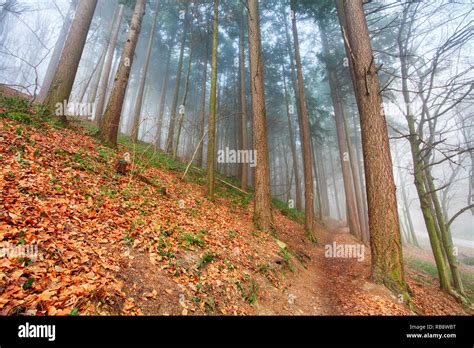 Forest In Mist Stock Photo Alamy