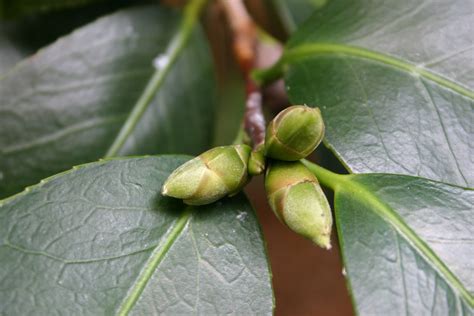 Camellia – Buds Won’t Open | Walter Reeves: The Georgia Gardener